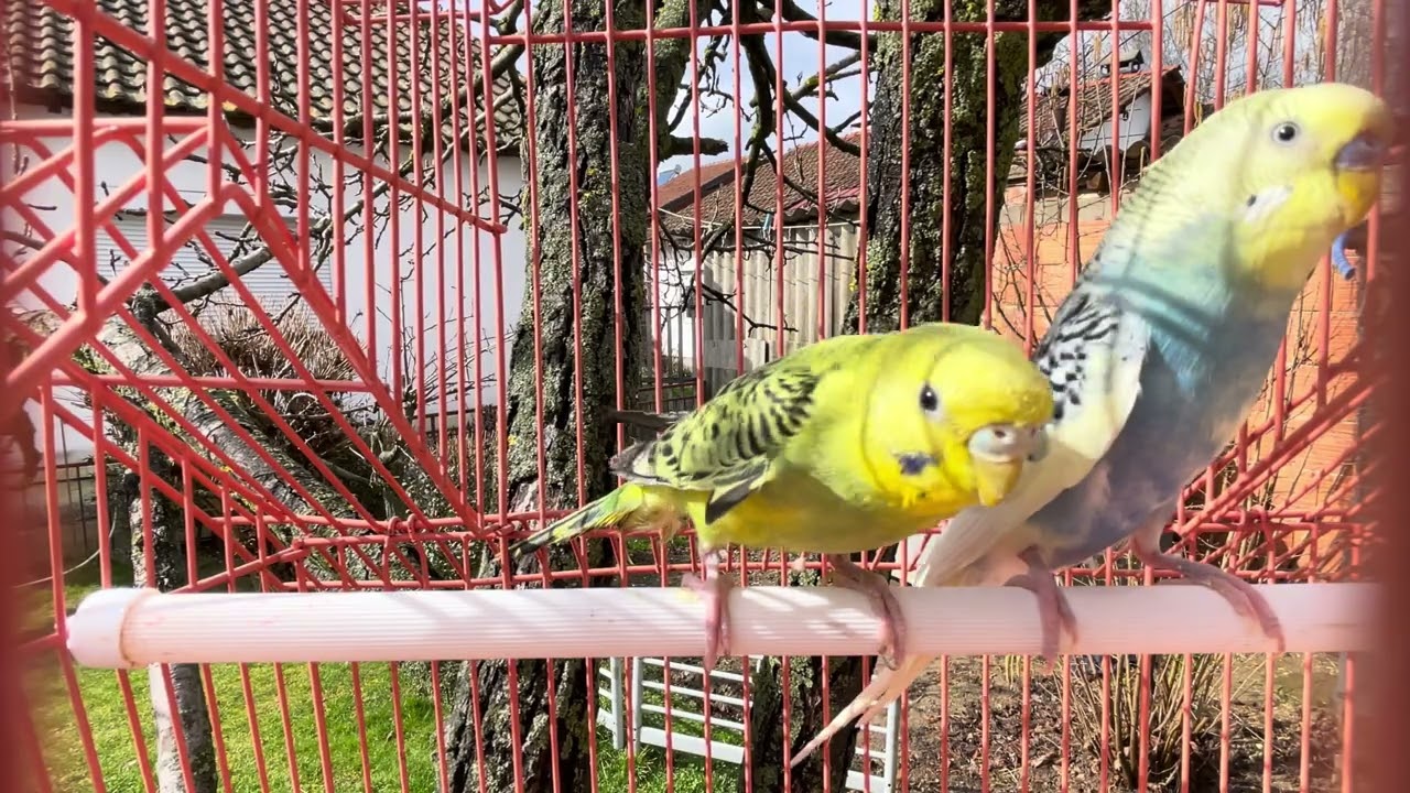 The food that budgies like the most #birds #blackfacebudgie #birdlovers #budgies #lovebirdsfarming 