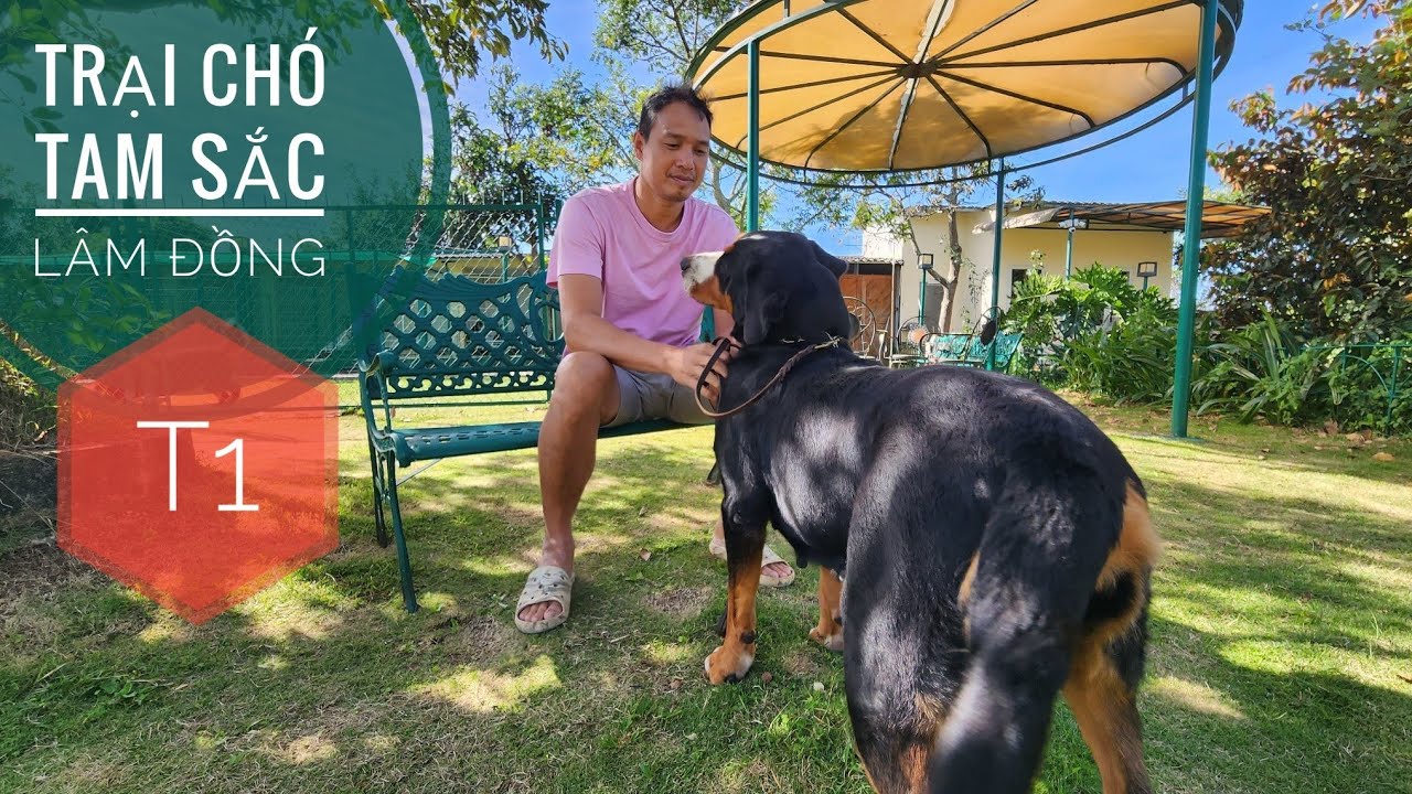 Tập 1: Đến L&acirc;m Đồng - Trại Ch&oacute; Tam Sắc đẹp như Resort/ Bernese Mountain Dog