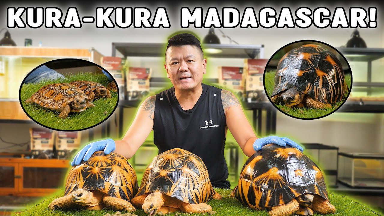 REVERSE RADIATA❗ HANYA ADA 1 DARI 1 JUTA KURA-KURA DI DUNIA❗