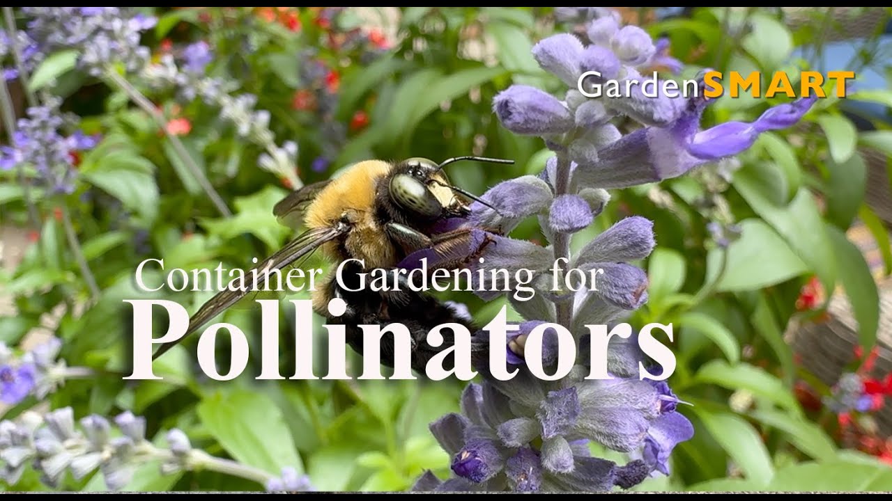 Container Gardening for Pollinators