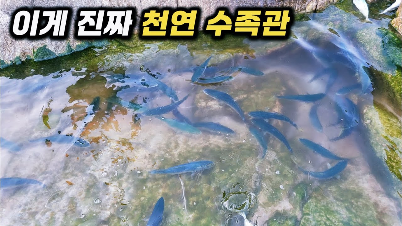 이게 진짜 천연 수족관.. 1박2일 서프루어 낚시여행