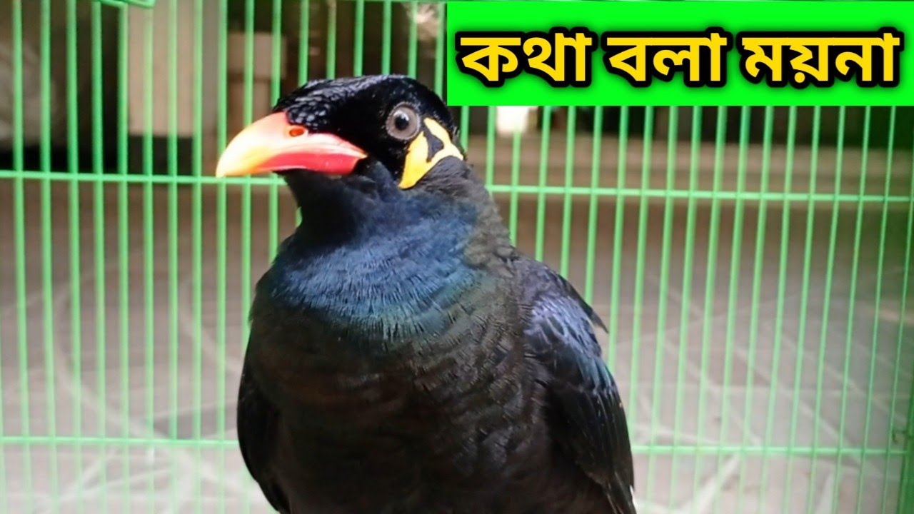 কথা বলা ময়না পাখি | @Banglar Khamar