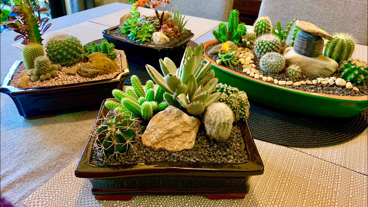 Cacti and Succulent Arrangement/Raining for 3 days straight