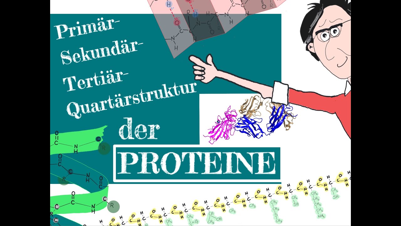 Die Prim&auml;r-, Sekund&auml;r-, Terti&auml;r-, Quart&auml;rstruktur der Proteine
