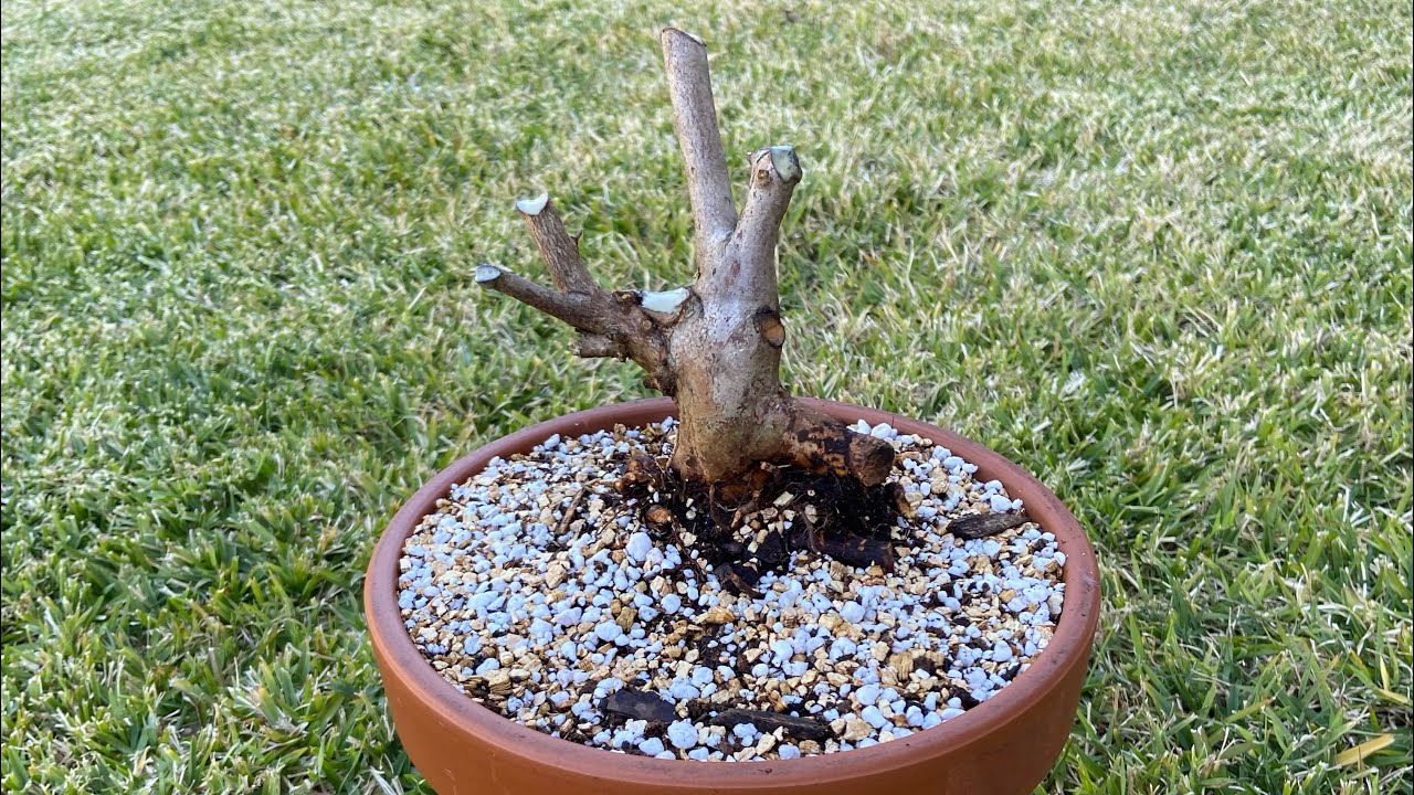 Starting a Satsuki Azalea Bonsai (Rhododendron Indicum) from nursery stock