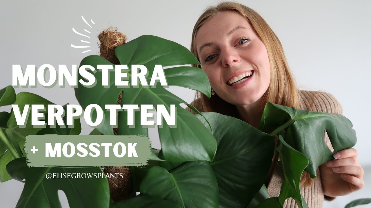 Hoe een MONSTERA DELICIOSA verpotten met mosstok // Verpot je Monstera met mij!