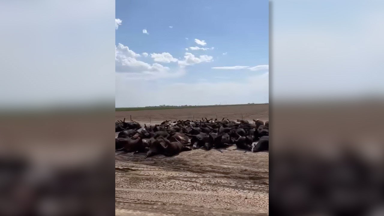 Thousands of cattle die from heat stress in southwest Kansas