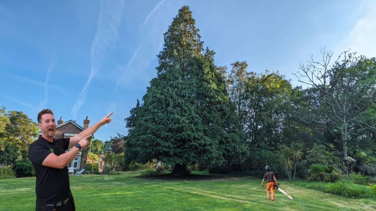 Our BIGGEST TREE to DATE! | 90ft Conifer Tree Removal