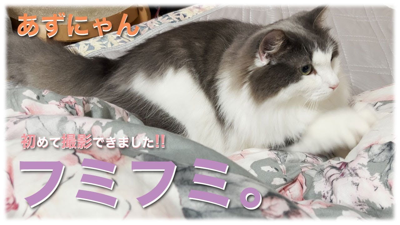 あずにゃん、🐱フミフミ🐾🐾　一瞬ですが😅　初録画🎥成功🎊しました‼️【猫　サイベリアン　あずき】[vol.220]
