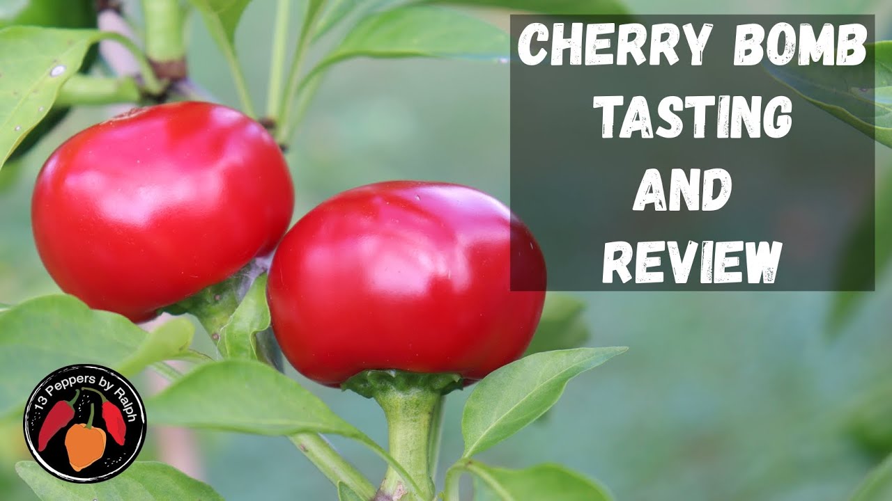 Дегустация и обзор Cherry Bomb