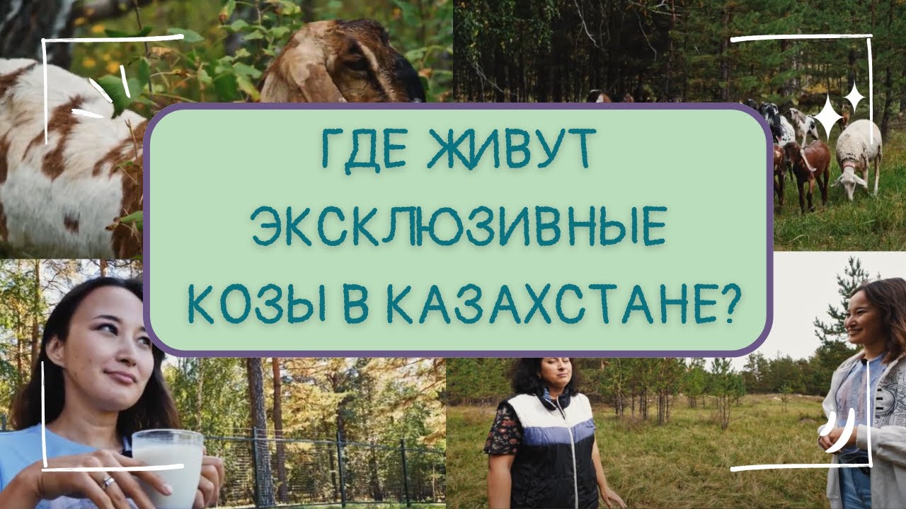 Выпуск #13 | Как бухгалтер развивает козоводство в Казахстане? | Гоу на ферму