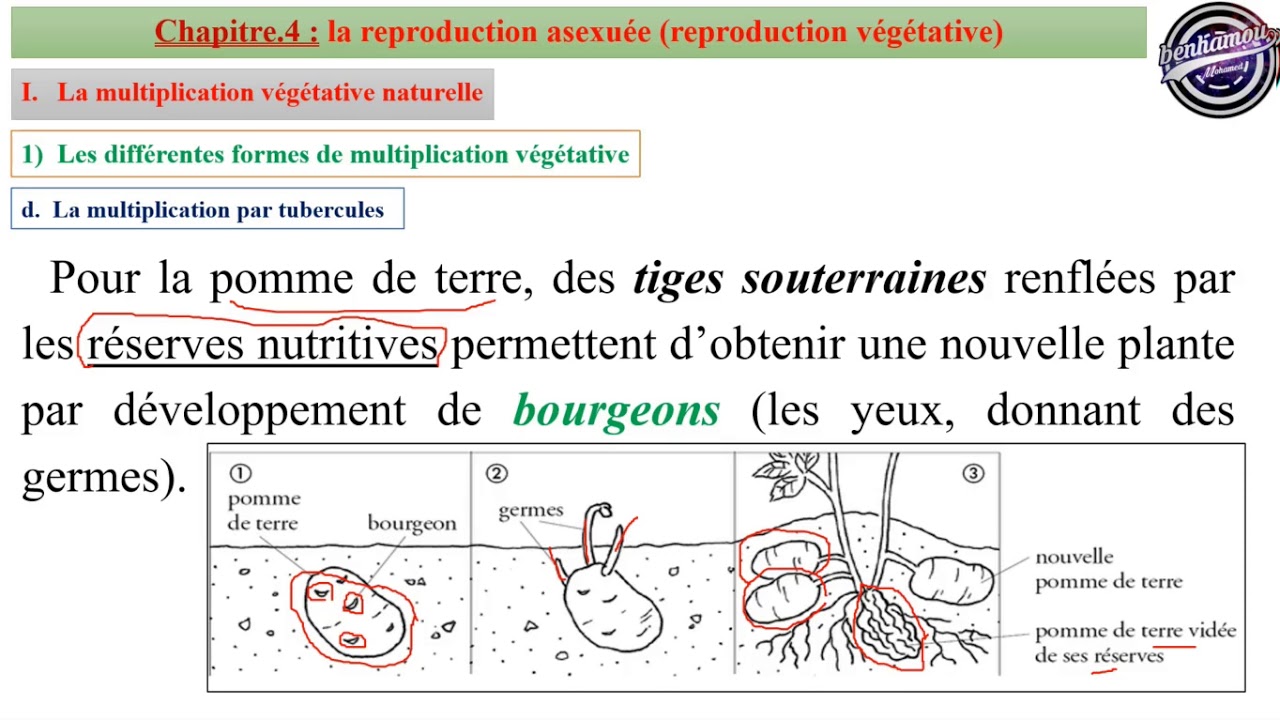 Chapitre.4_Partie.1 : Reproduction Asexuée = Multiplication Végétative (Tronc Commun Sciences BIOF)