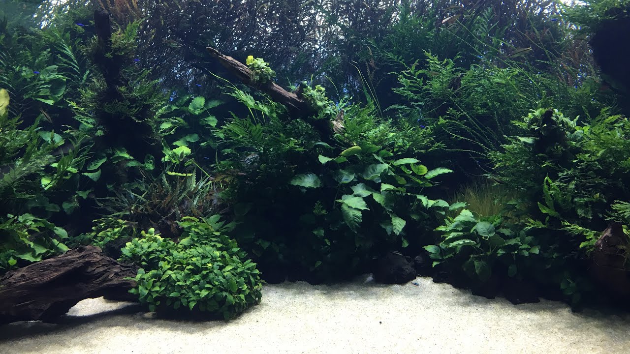 Acuarios plantados - Forest Underwater - By Takashi Amano