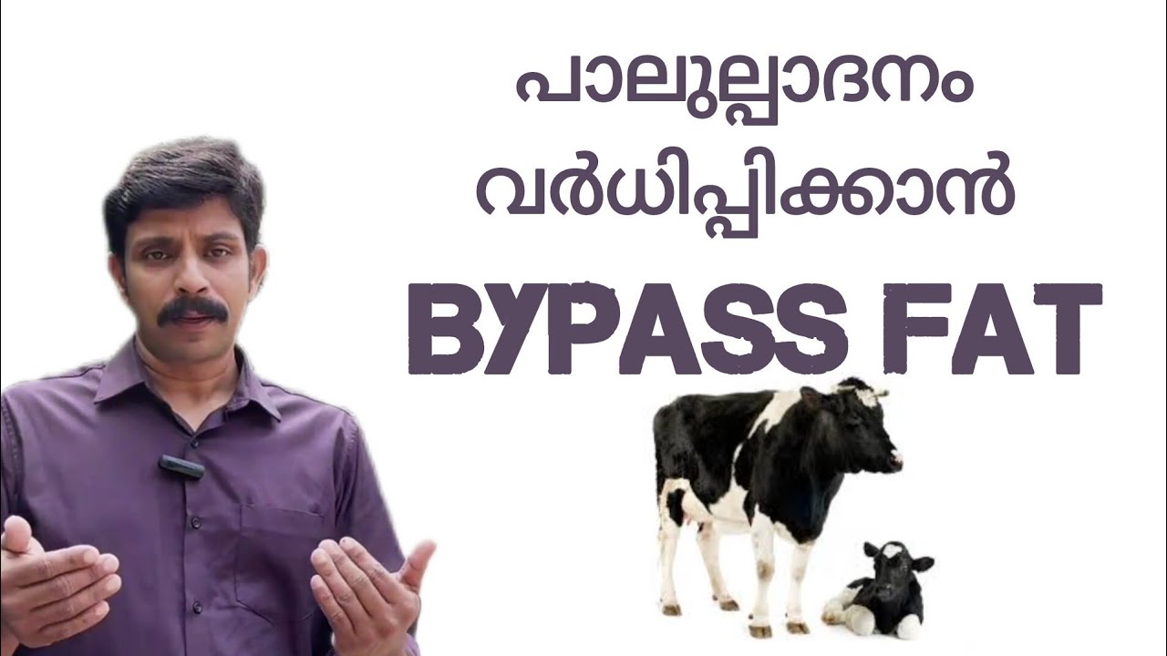 പാലുത്പാദനം വർധിപ്പിക്കാൻ | പശുക്കളുടെ ആരോഗ്യം സംരക്ഷിക്കാൻ  | Bypass Fat | TRANSITION PERIOD
