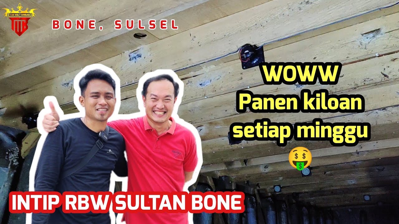 INTIP RBW MILIK SULTAN BONE 🤑 Panen 3kilo per 2minggu guysss MANTAPPP!!!