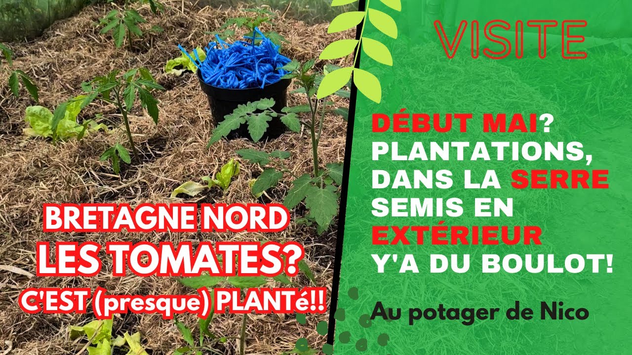 En mai, potager en Bretagne, les tomates sont presque toutes en place, semis et plantation à gogo!
