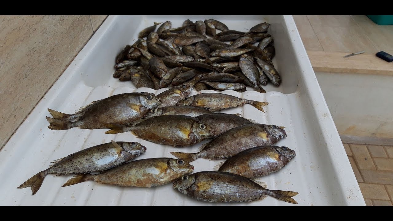 DERİNYA(VAROSHA) SOKAN AVI / FISHING IN CYPRUS
