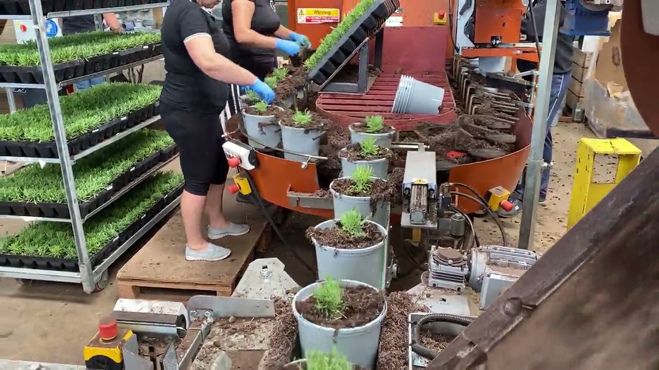 Chapel Cottage Plants Javo Super + Bark Topper Potting Lavender