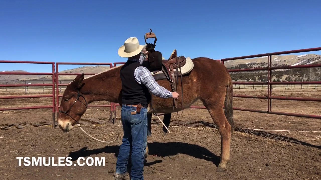 Everyday Mulemanship Challenge Week #11