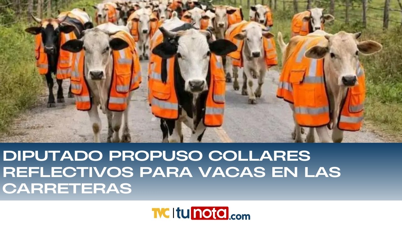 Diputado propuso collares reflectivos para vacas en las carreteras