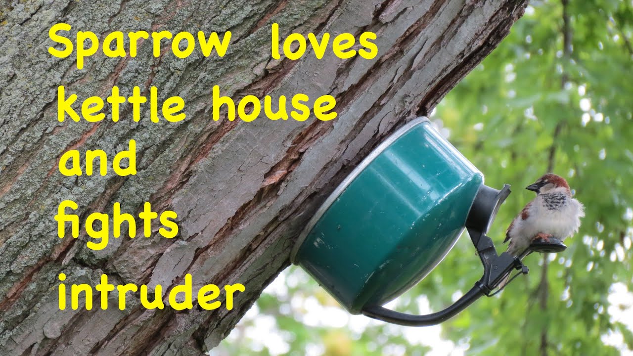 How to make ● A SIMPLE BIRD HOUSE