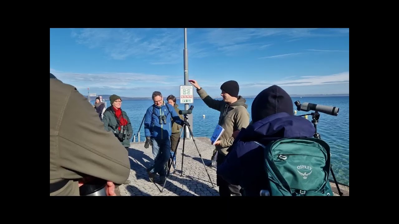 Birdlife am Untersee/Bodensee Jan. 2025