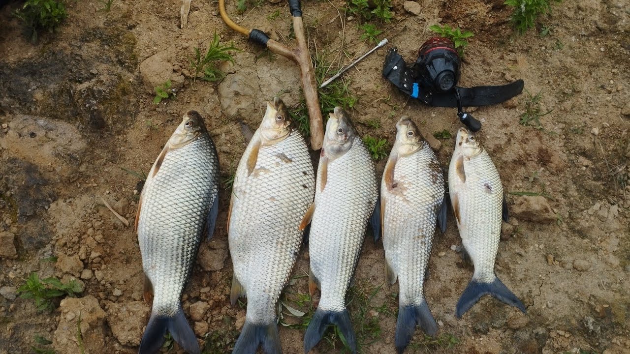 Pesca com Estilingue, corimbata @Mundopescador 