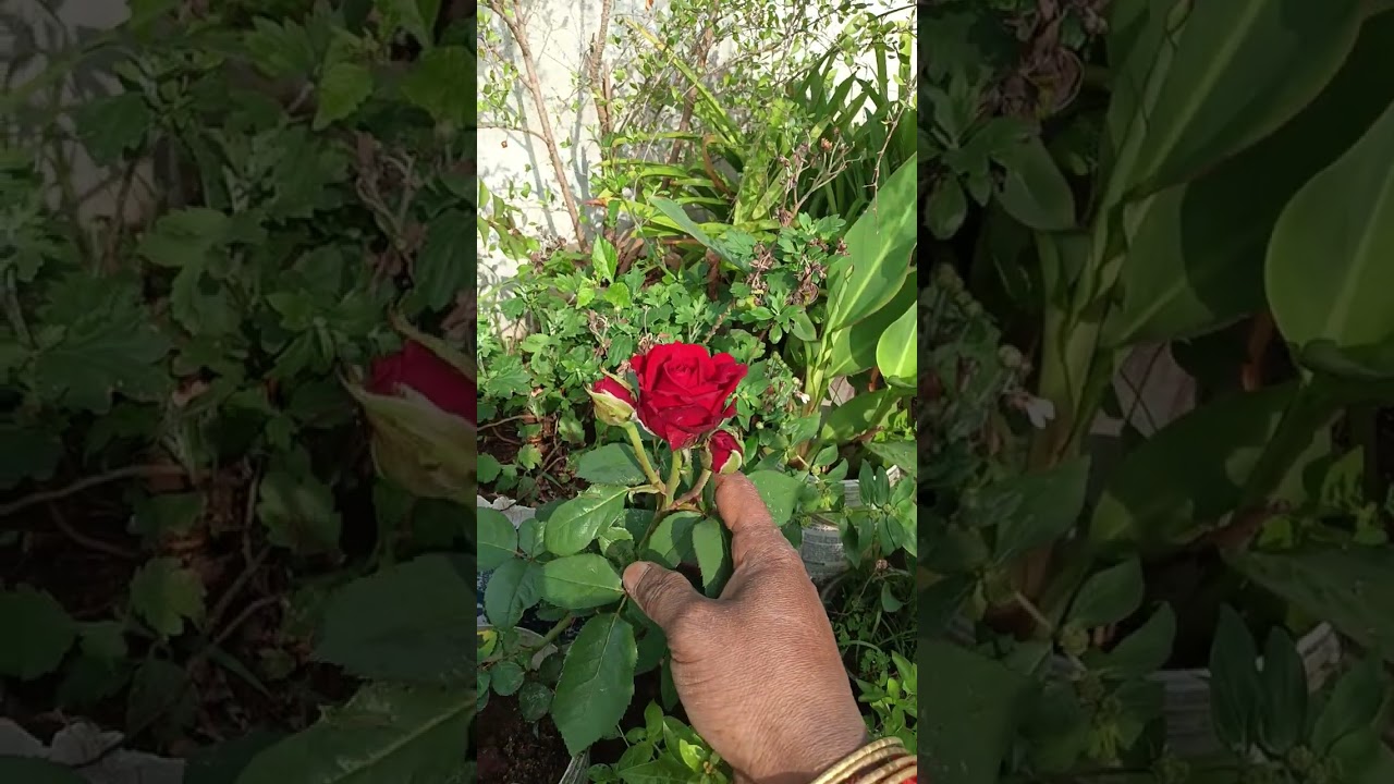 Red rose 🌹🌹🌹 Beautiful gulab 🌹roja 