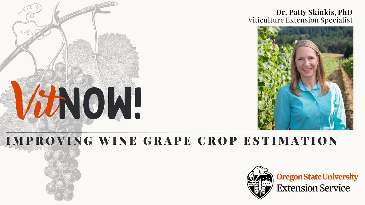 Vit Now! Improving Wine Grape Crop Estimation