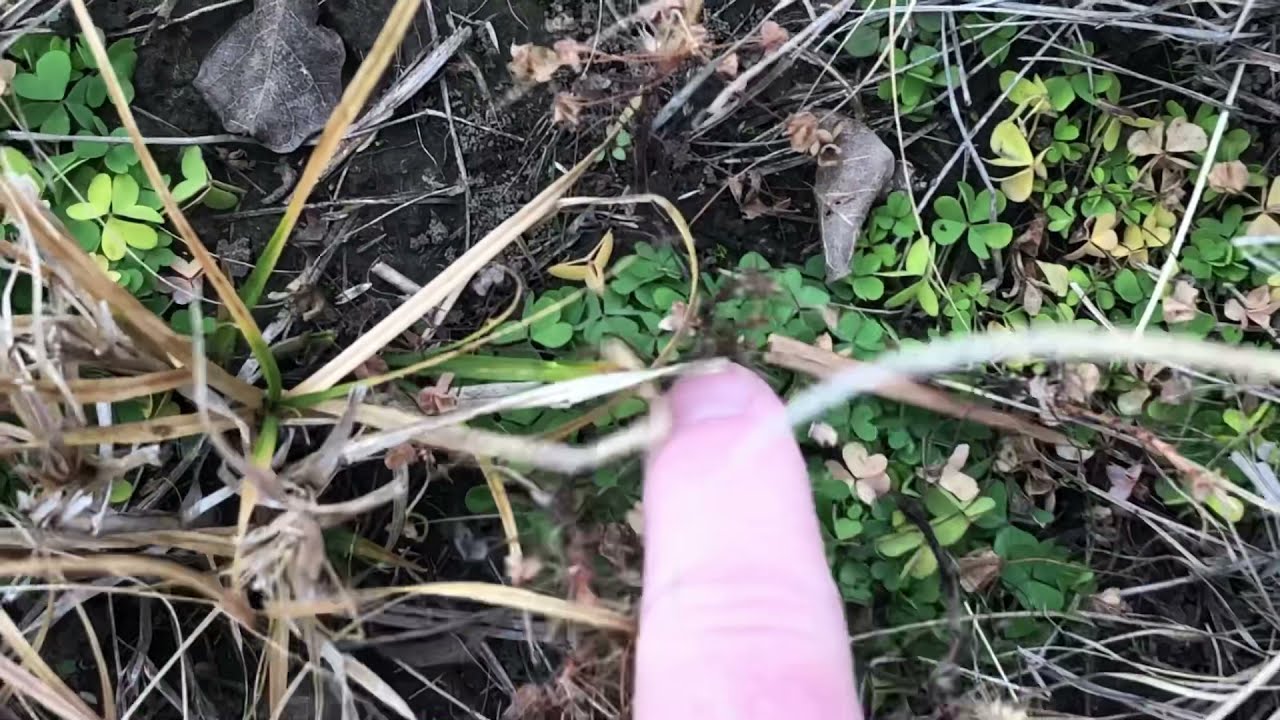 Wood Sorrel!!! Sour grass - Foraging for edible weeds in Kansas