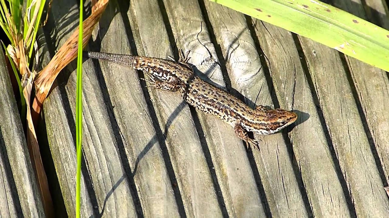 Waldeidechse (Zootoca vivipara)
