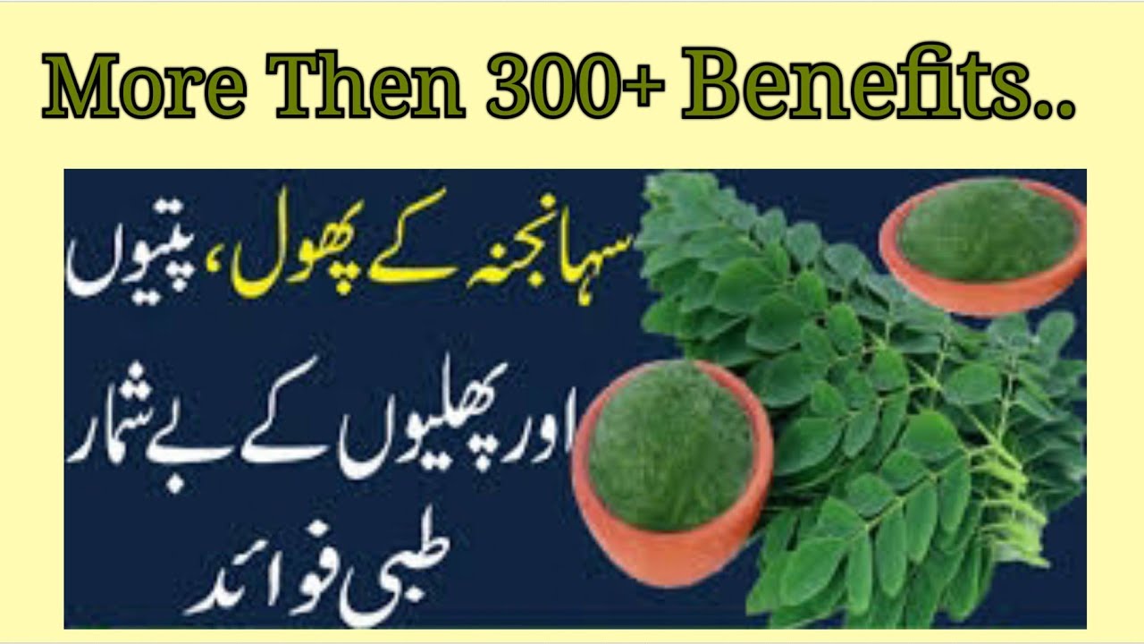 Amazing Benefits Of Moringa Leaves || Sohajna k Powder K Faeday || The Healthy Super Food