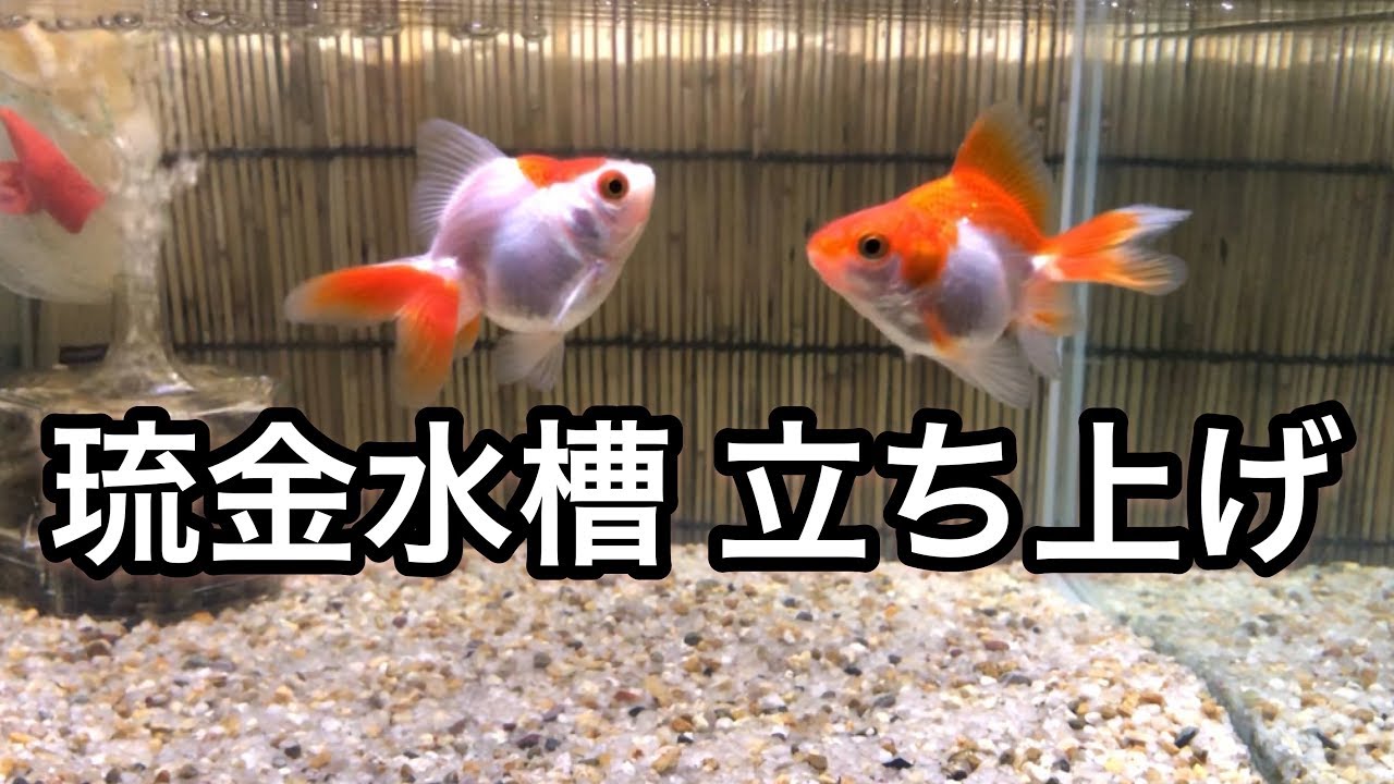 琉金水槽 立ち上げ