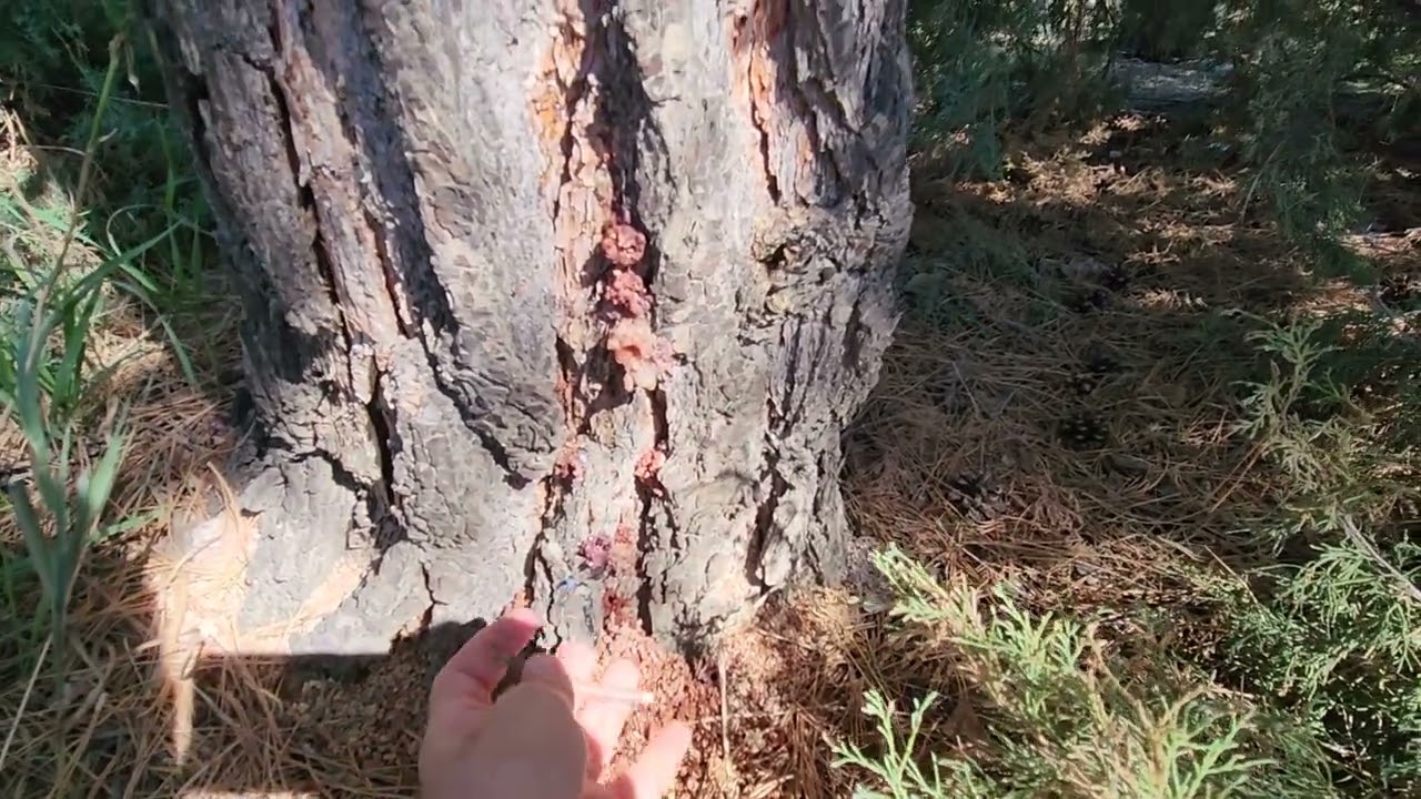Please Inspect Your Conifer Trees: Colorado