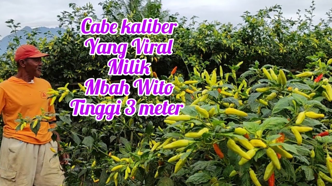 cabe rawit kaliber yang viral tinggi 3 meter