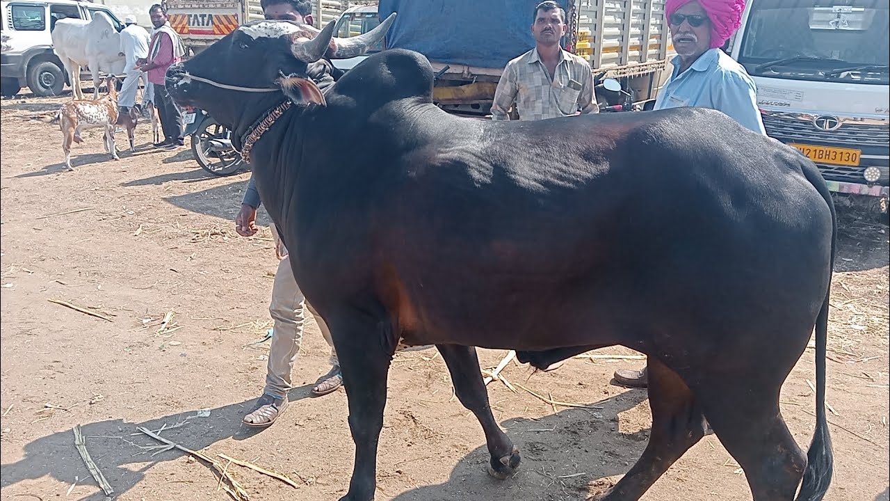 61 हजार रुपये किंमत व्यापारी सतीश भेरे यांची संपूर्ण दावन #राजुर_बैल_बाजार