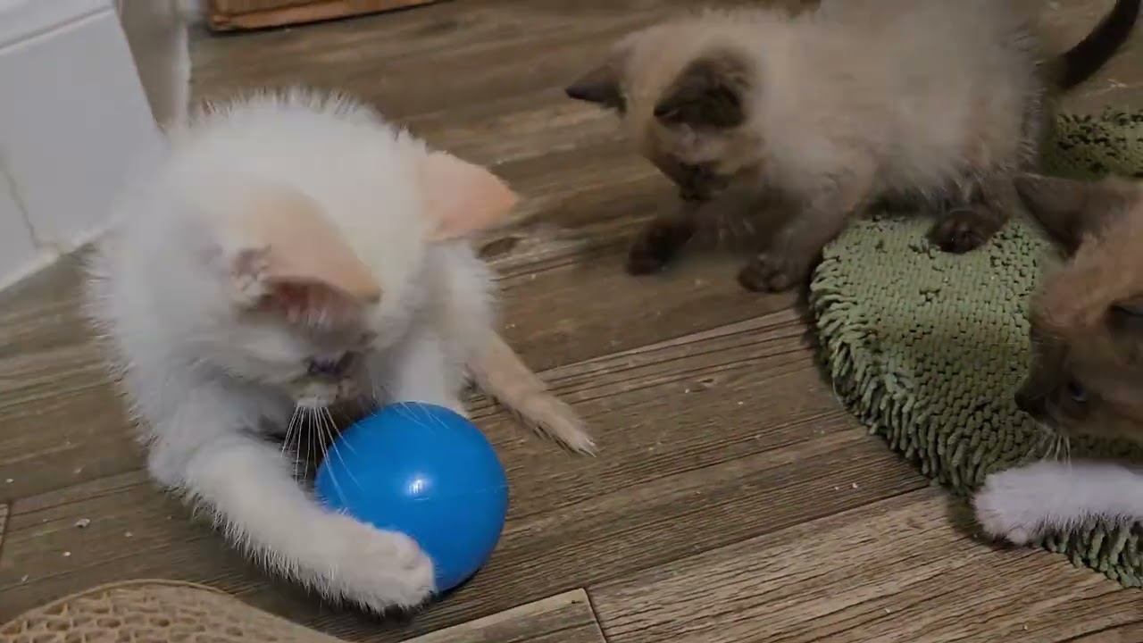 Kitten Ball: Protecting The Ball Practice 