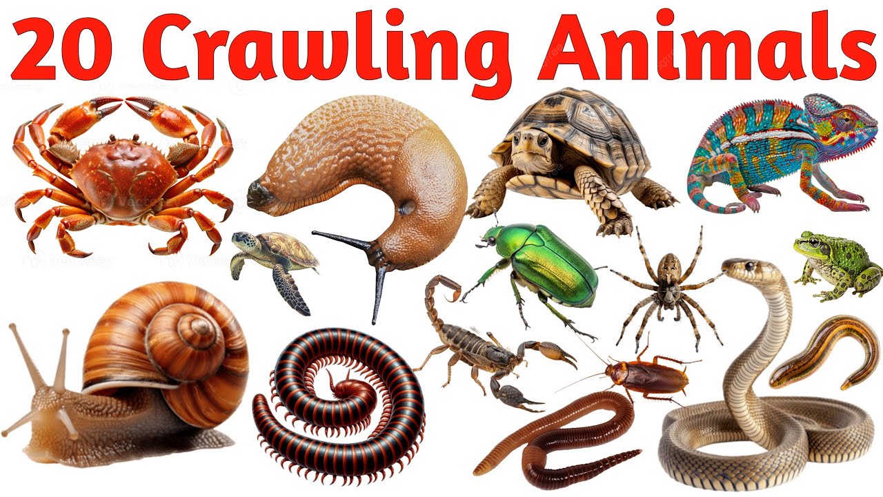 रेंगने वाले जानवर | 20 Crawling Animals Name in English | Learn Animals Vocabulary | Kids Video