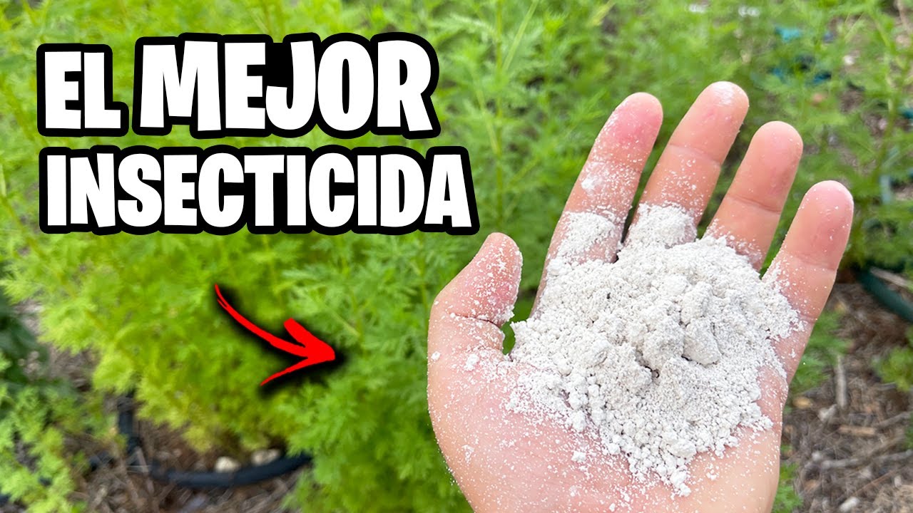 Este INSECTICIDA ELIMINA cualquier BICHO de tus PLANTAS!! Tierra de DIATOMEAS | La Huerta de Ivan