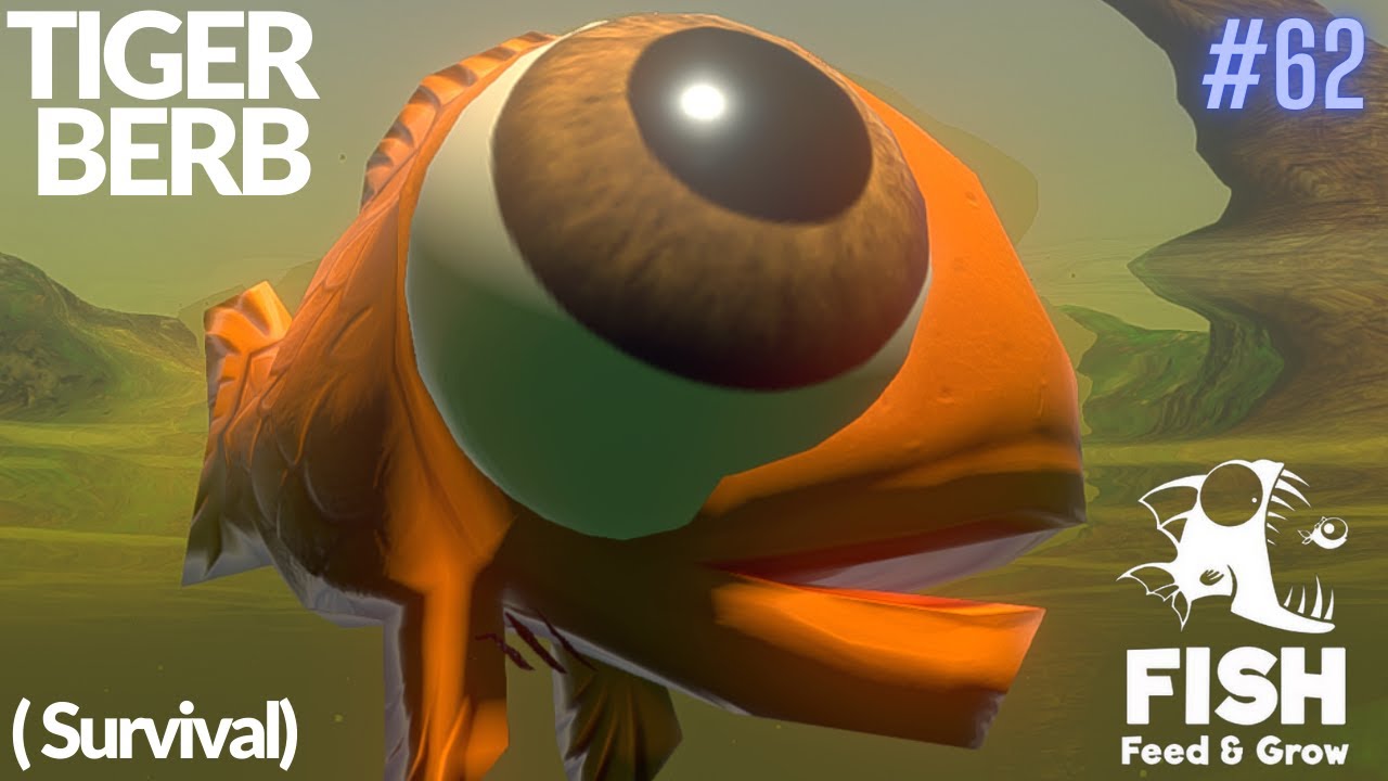 Feed And Grow Fish : Tiger Barb (Survival)