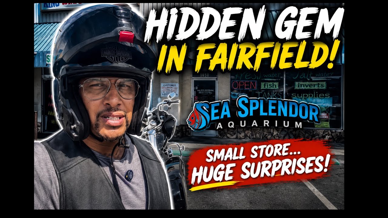 ЭКСКУРСИЯ ПО SEA SPLENDOR AQUARIUM! 🐠 БОЛЬШИЕ сюрпризы в этом маленьком зоомагазине Фэрфилда!