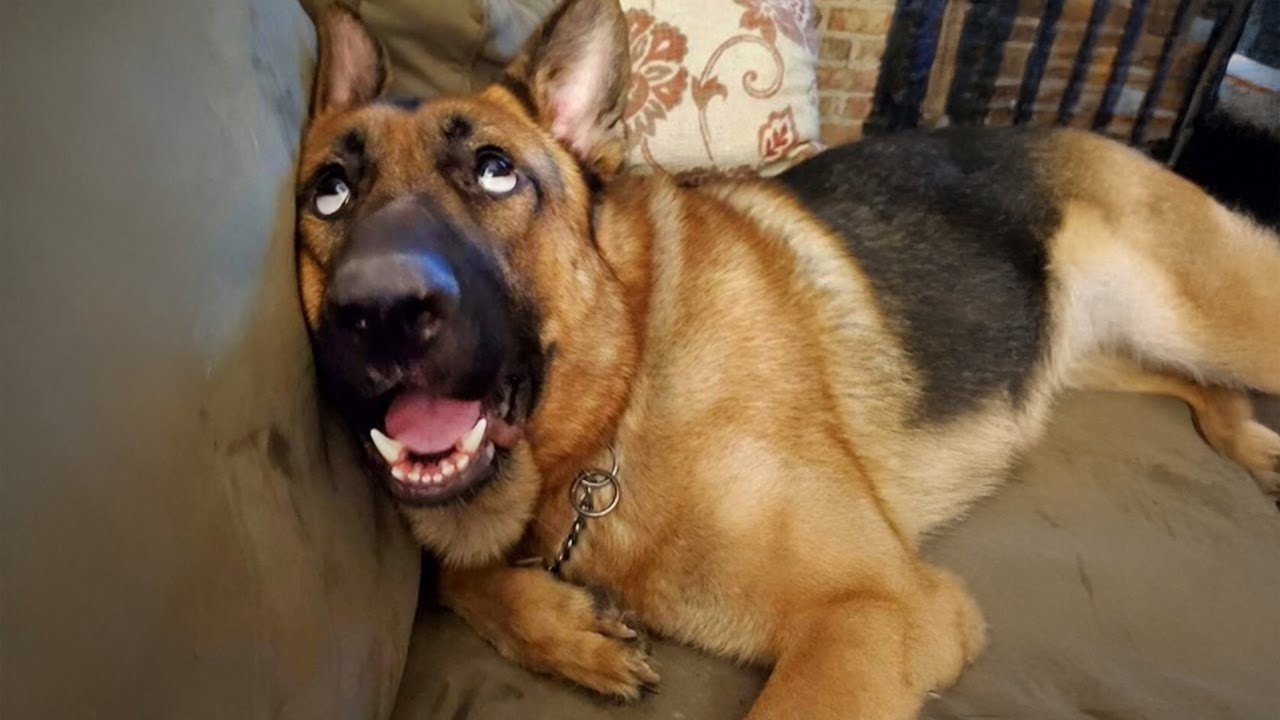 One in a Billion Funny DOG Moments That Made Everyone Laugh 🤣Funniest Animal Videos 2025