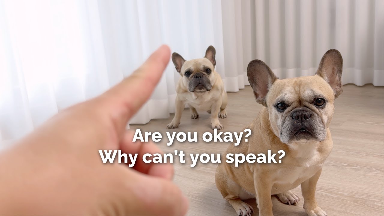 I don’t Talk To My Dogs But They Still Know. HOW?!