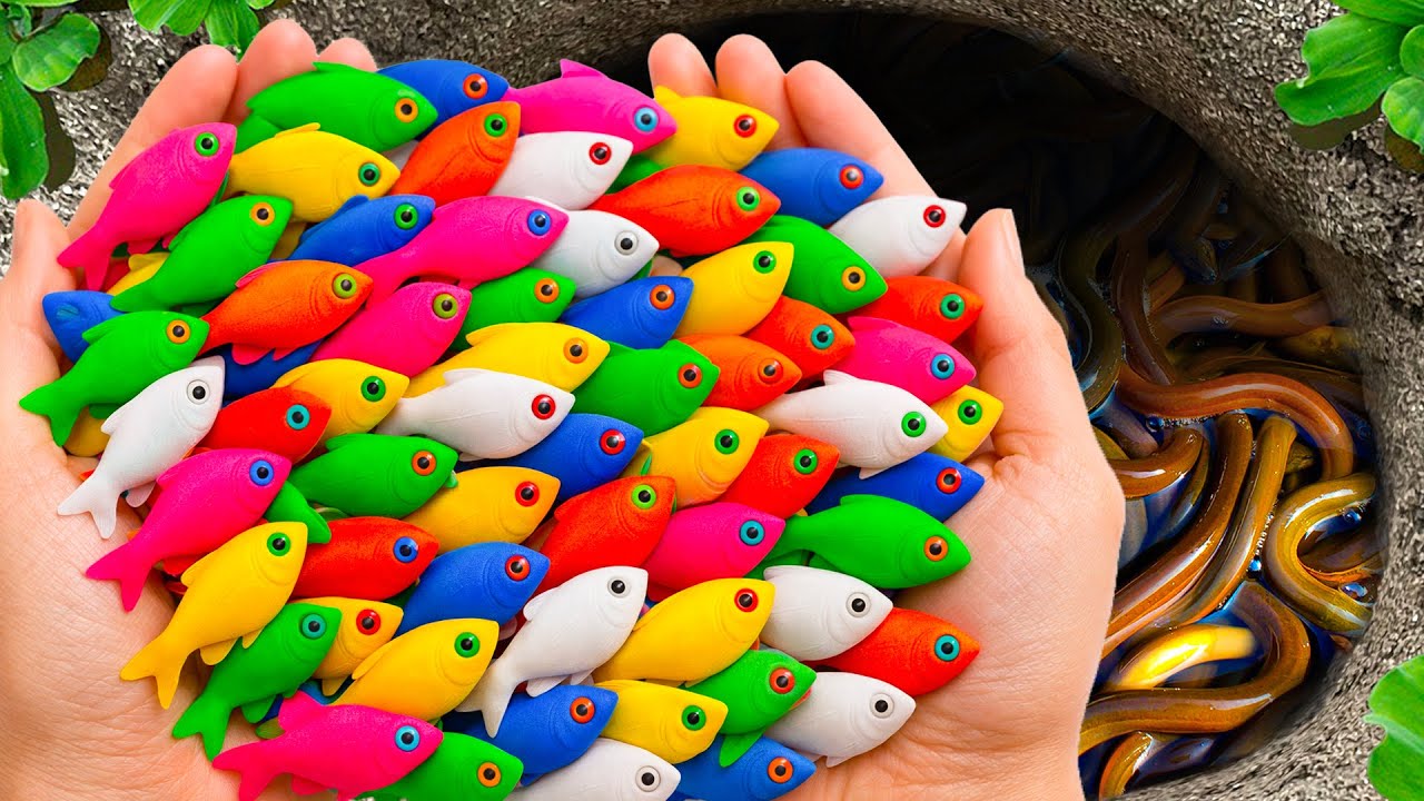 Catch Beautiful Aquarium Fish in Giant Colorful Egg, Galaxy Betta, Turtle, Pencil Fish, Carp, Eels
