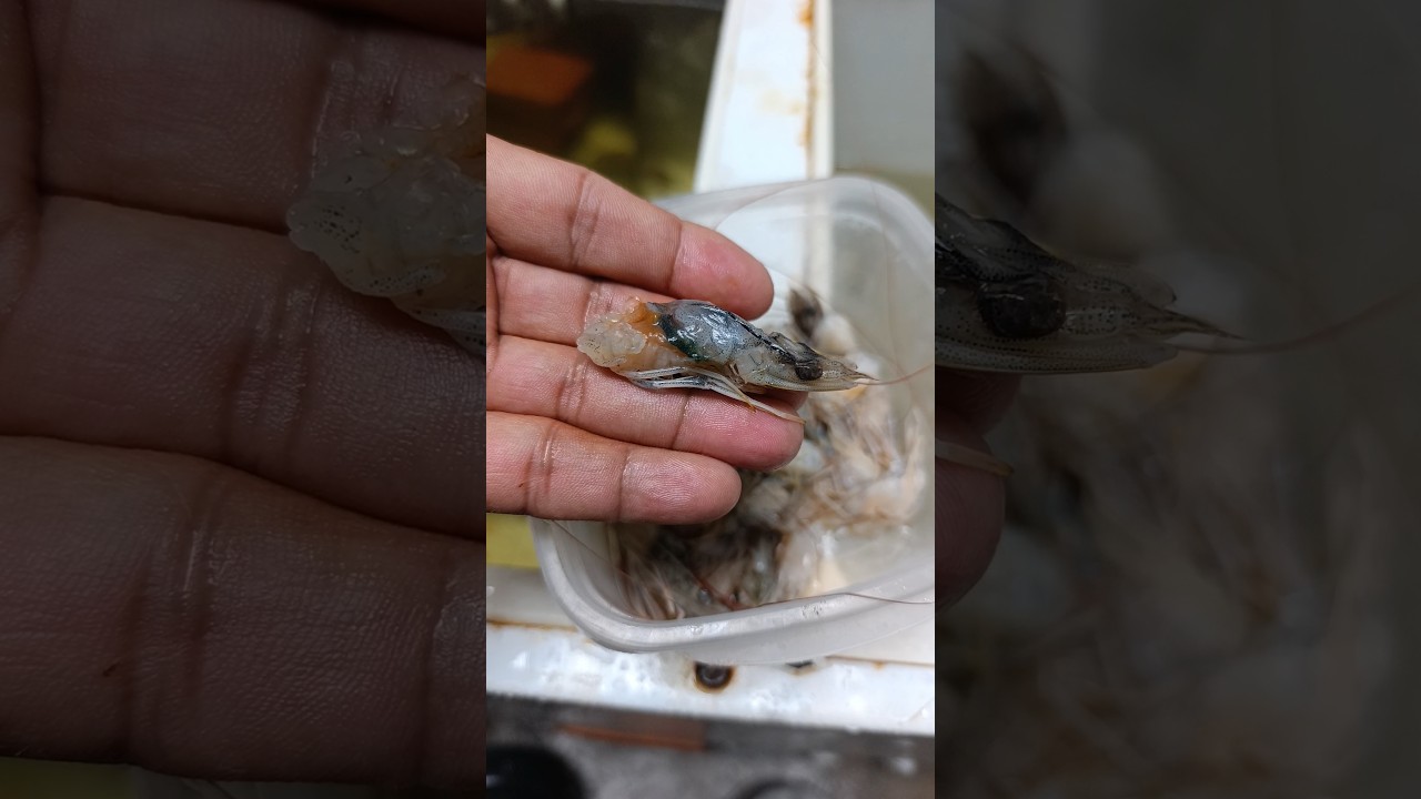 Dica de isca para pesca de praia.            #aventuradepesca #pescaria #dicasdepesca #isca