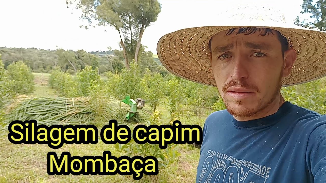 Fazendo silagem de Capim Mombaça. Silagem ensacada.
