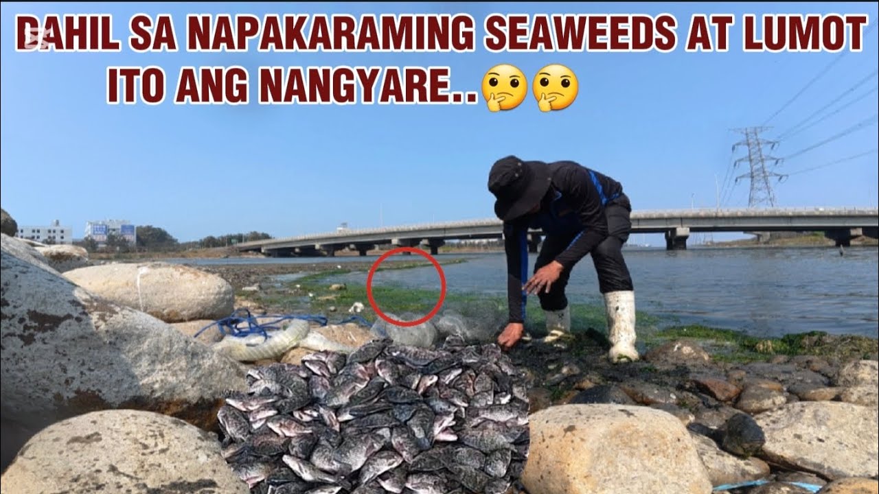 Dahil sa napakaraming seaweeds at lumot Lalo silang dumarami at dumadagsa sa spot 😱 || KELOGS TV 