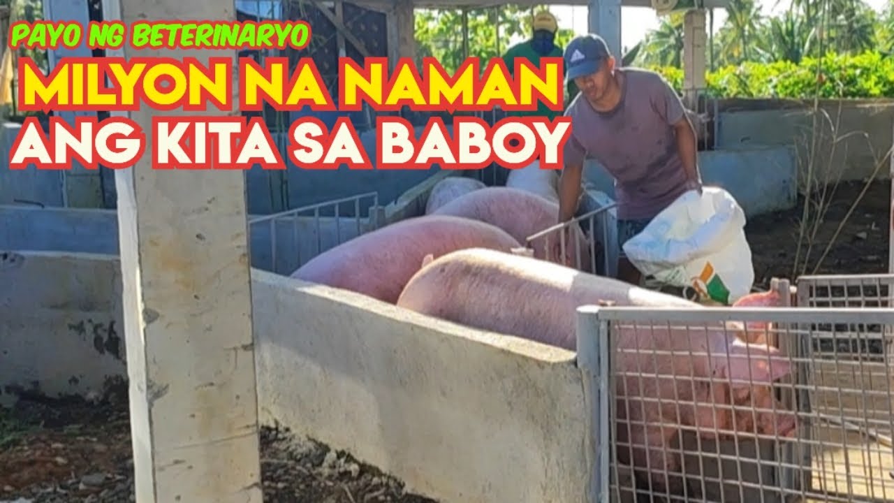 Maging Milyonaryo sa Pag-aalaga ng Baboy | Cost-to-Produce Q2 2023
