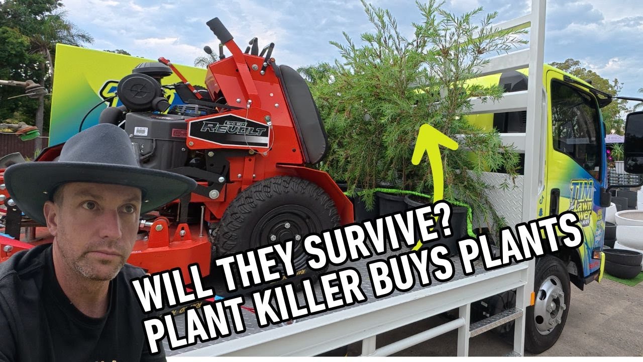 Transplanting a mature Native Australian Tree! Worst time to do it...