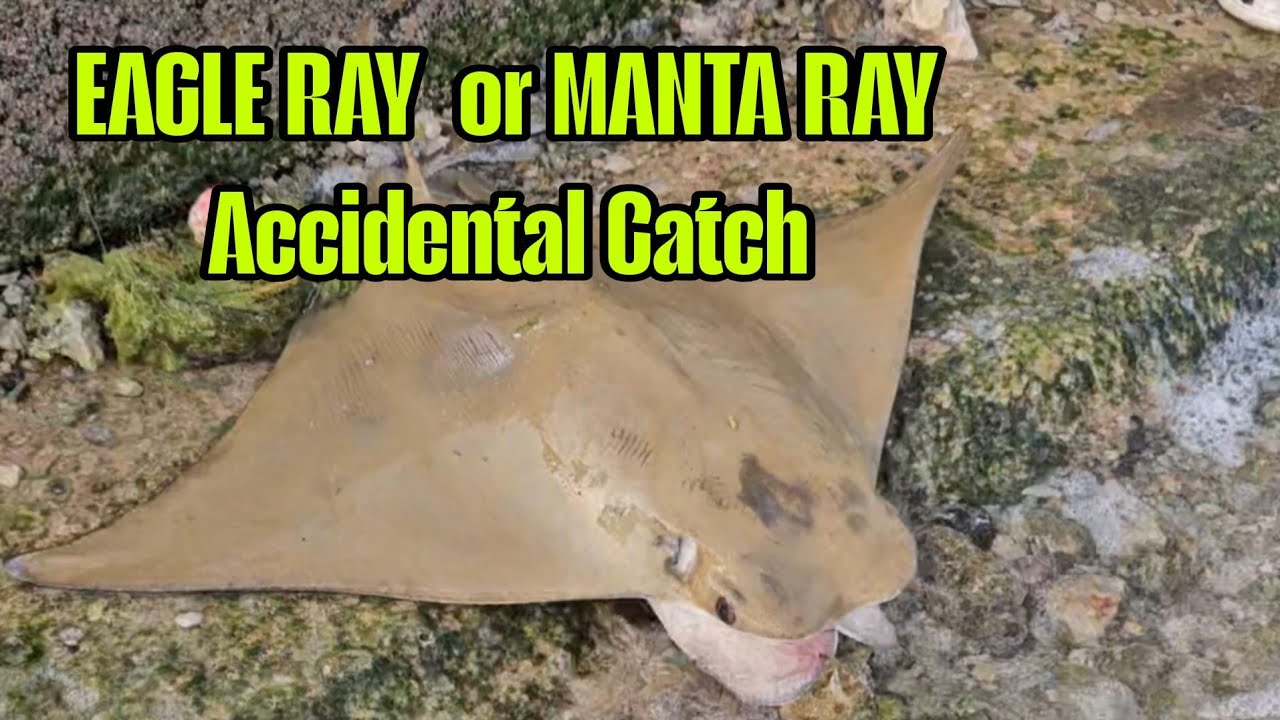 Accindental Catch - Manta ray or Eagle ray ?